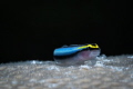  neon goby  